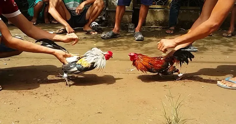 Cách Chơi Đua Ngựa Tại Nhà Cái DAGA Cho Người Mới 2 Cách Chơi Đua Ngựa Tại Nhà Cái DAGA Cho Người Mới